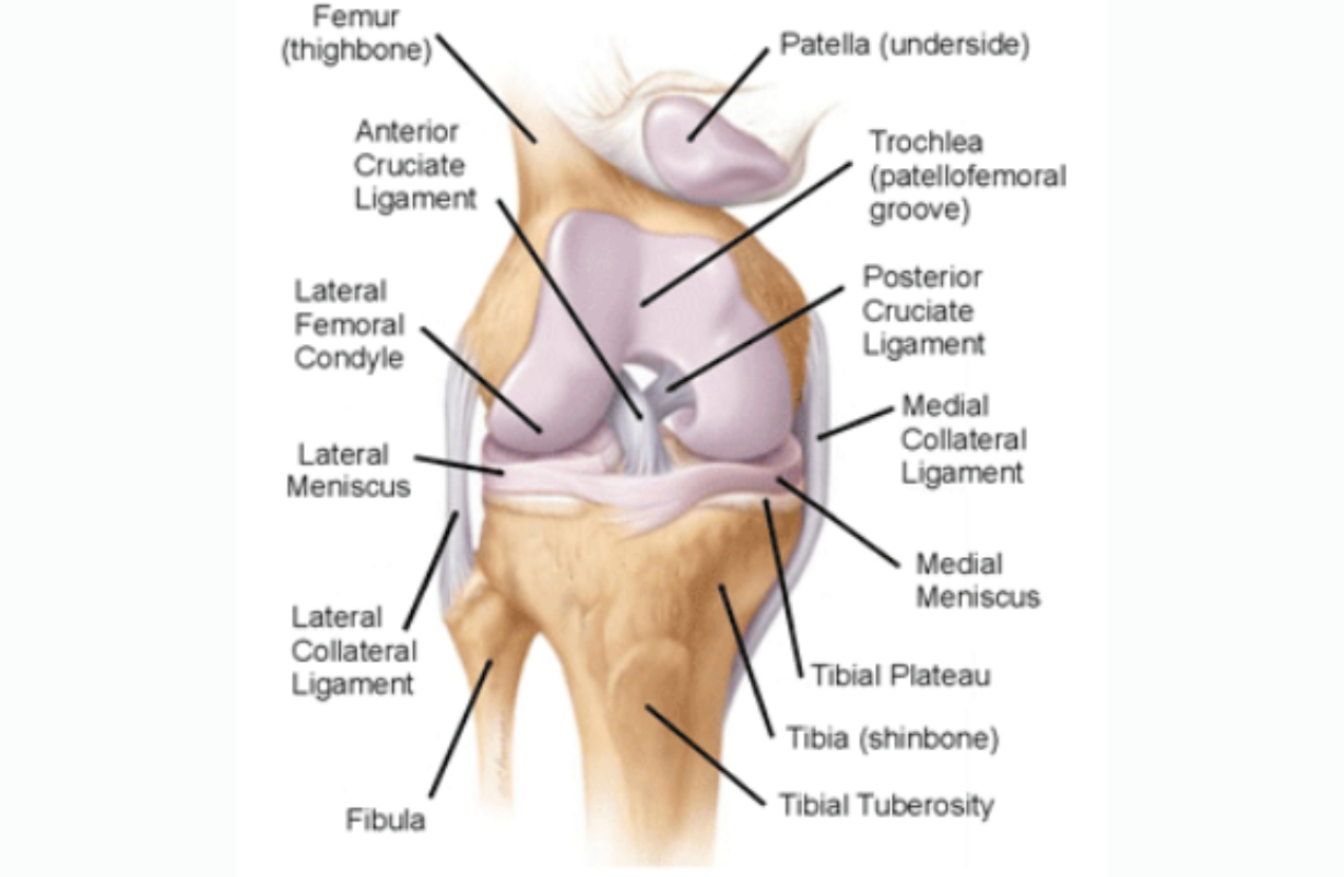 Anterior Cruciate Ligament Tear