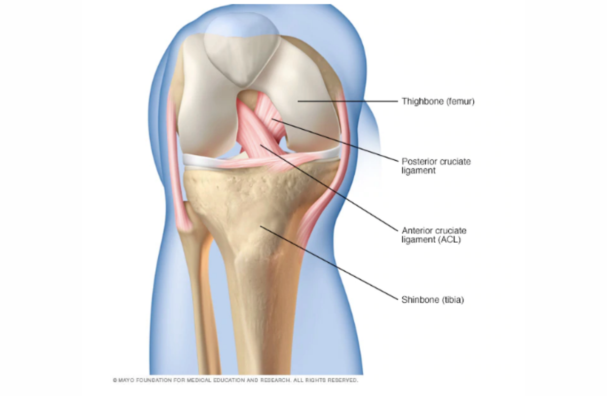 Posterior Cruciate Ligament Tear