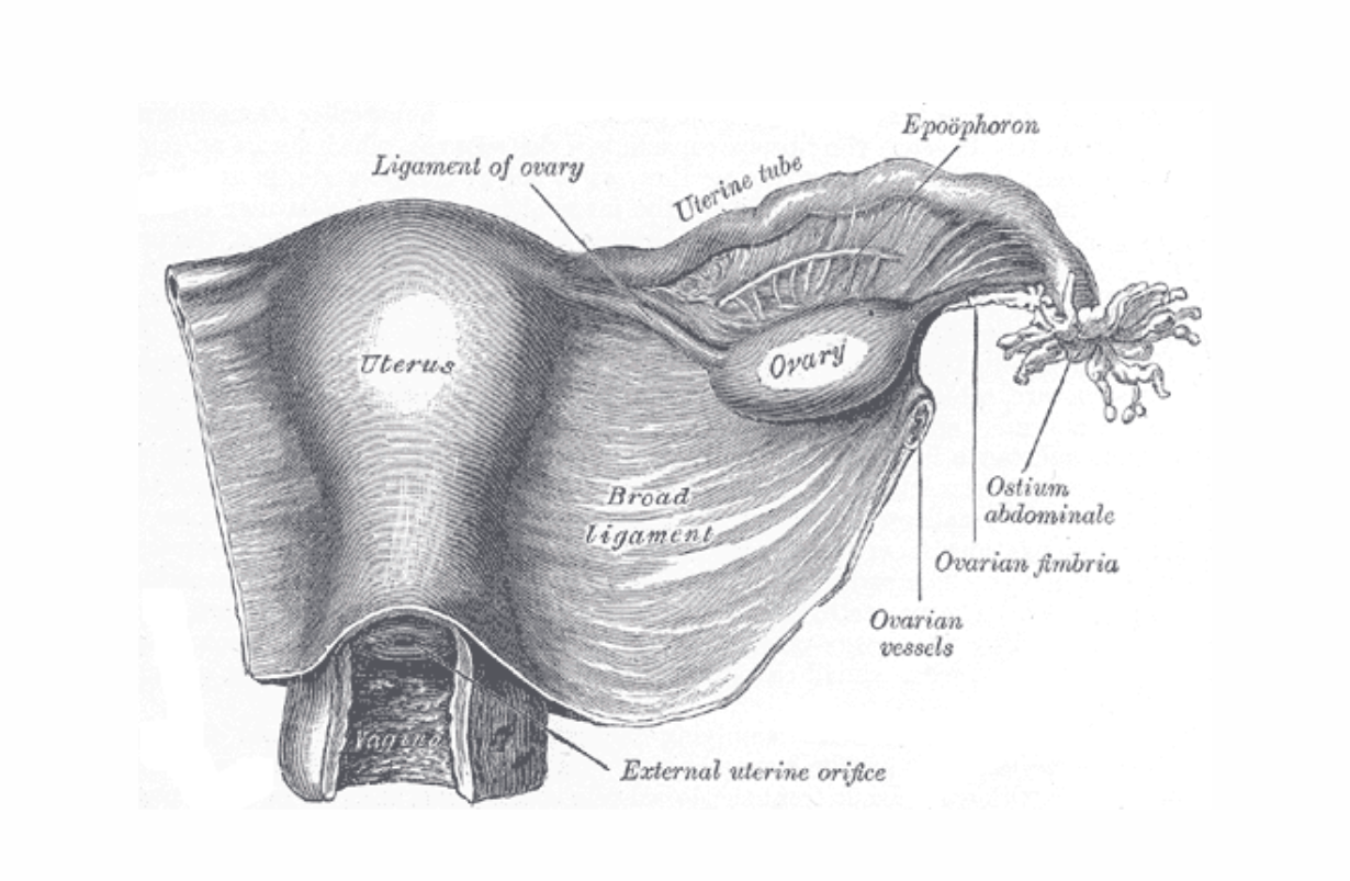 Pregnancy (second and third trimesters)