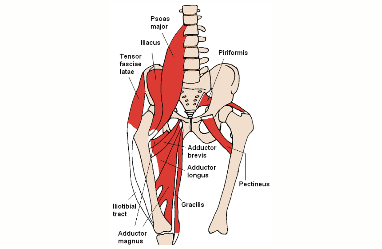 Torn Adductor