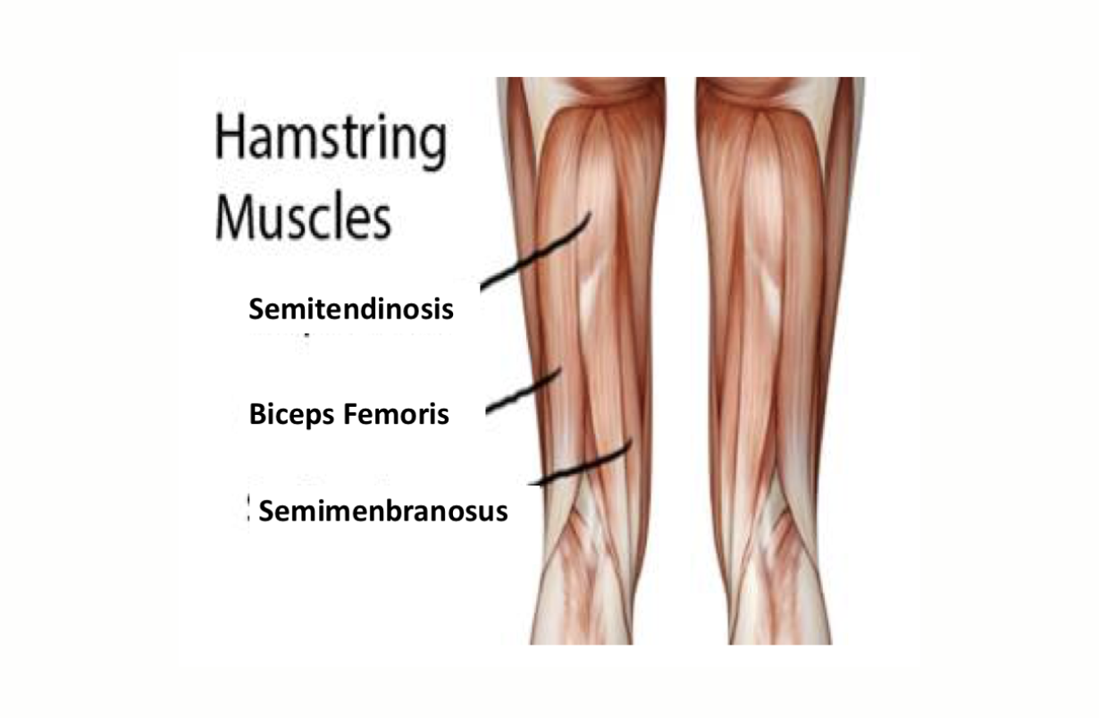 Torn Hamstring